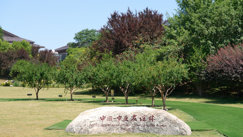 Xi_an_s_Pomegranate_Trees__Blossoming_Unity_between_China___Central_Asia_poster - Namaste Headlines Xi_an_s_Pomegranate_Trees__Blossoming_Unity_between_China___Central_Asia video poster