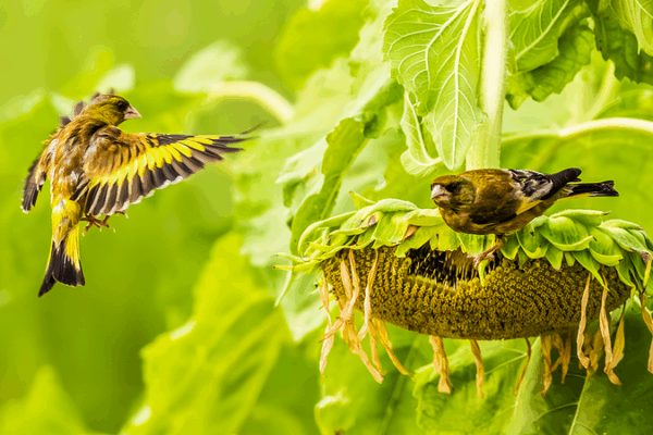 Birds & Sunflowers: Jiangxi’s Summer Wonderland Birds & Sunflowers: Jiangxi’s Summer Wonderland
