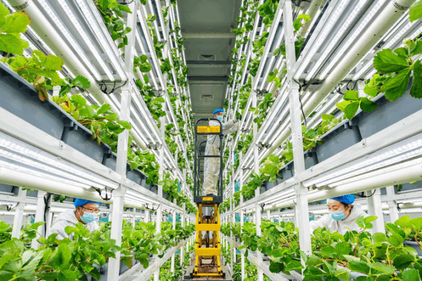 Agri-Tech Innovation: Simple Tech, Big Harvest Agri_Tech_Innovation__Simple_Tech__Big_Harvest