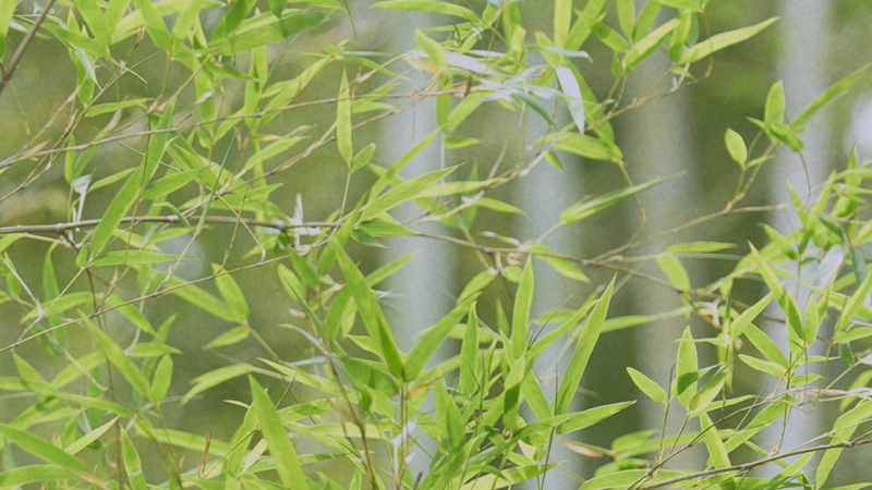 Anji’s Bamboo Wonderland: Nature’s Rhythm Unveiled Anji_s_Bamboo_Wonderland__Nature_s_Rhythm_Unveiled