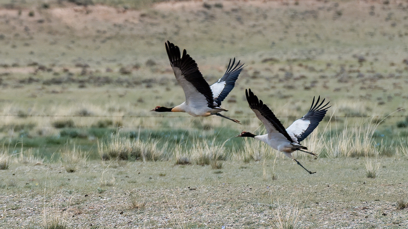 Black_necked_Cranes_Soar__Biodiversity_Success_in_the_Chinese_Mainland