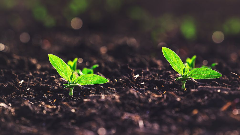 Breakthrough_Soil_Moisture_Tech_Unveiled_ - Namaste Headlines Breakthrough_Soil_Moisture_Tech_Unveiled_