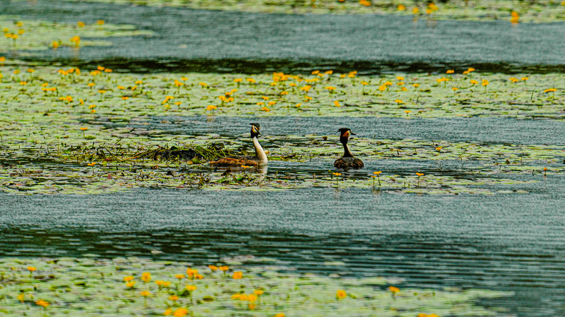 China_Tops_Global_List_With_22_International_Wetland_Cities_ - Namaste Headlines China_Tops_Global_List_With_22_International_Wetland_Cities_