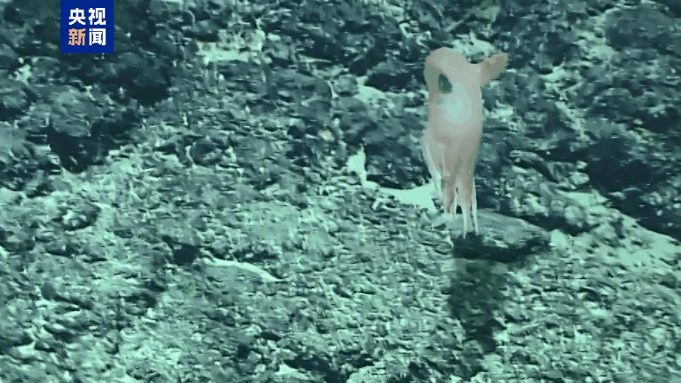 Chinese_Researchers_Unveil_New_Dumbo_Octopus_Species