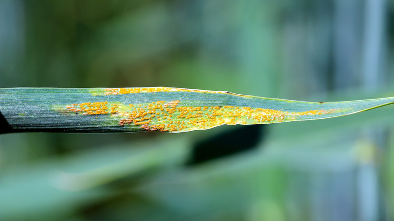 Chinese Scientists Unveil Genetic Map Against Wheat Yellow Rust Chinese_Scientists_Unveil_Genetic_Map_Against_Wheat_Yellow_Rust
