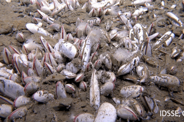 Deep Dive Discovery: Chemical-Eating Sea Creatures Thrill Scientists Deep_Dive_Discovery__Chemical_Eating_Sea_Creatures_Thrill_Scientists