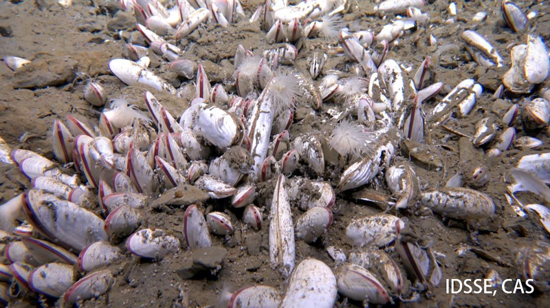 Deep_Dive_Discovery__Chemical_Eating_Sea_Creatures_Thrill_Scientists