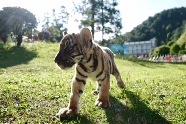 Endangered Tiger Roars: Eco-Tourism Takes Center Stage Endangered_Tiger_Roars__Eco_Tourism_Takes_Center_Stage video poster