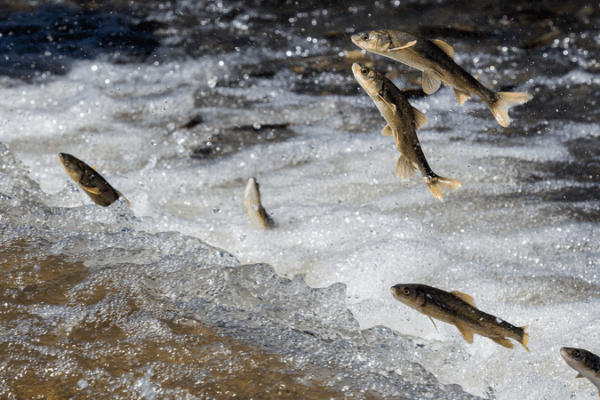 Epic Migration: Qinghai Lake’s Naked Carp Journey Epic_Migration__Qinghai_Lake_s_Naked_Carp_Journey video poster