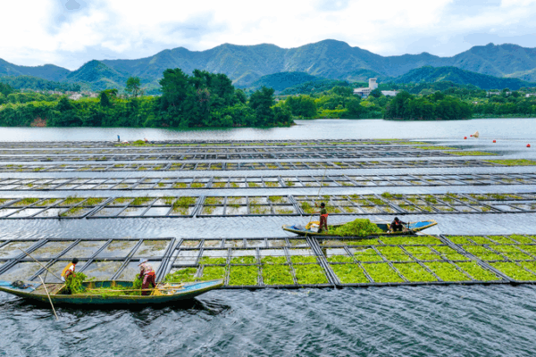 Floating Farms Boost Qiandao Lake’s Purity Floating_Farms_Boost_Qiandao_Lake_s_Purity