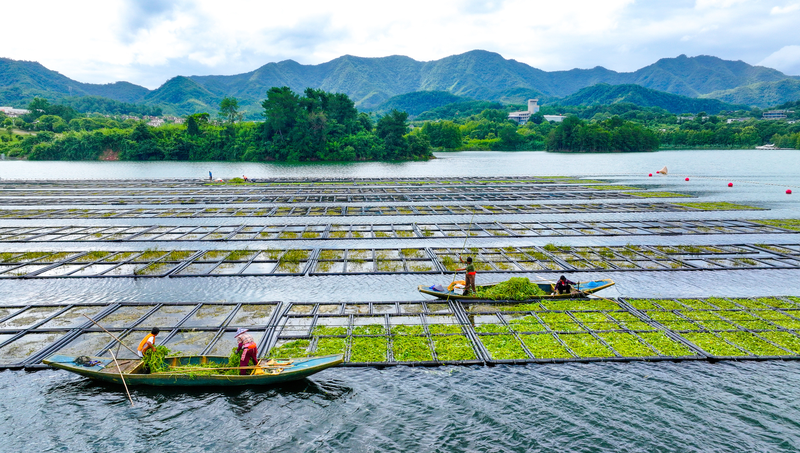 Floating_Farms_Boost_Qiandao_Lake_s_Purity - Namaste Headlines Floating_Farms_Boost_Qiandao_Lake_s_Purity