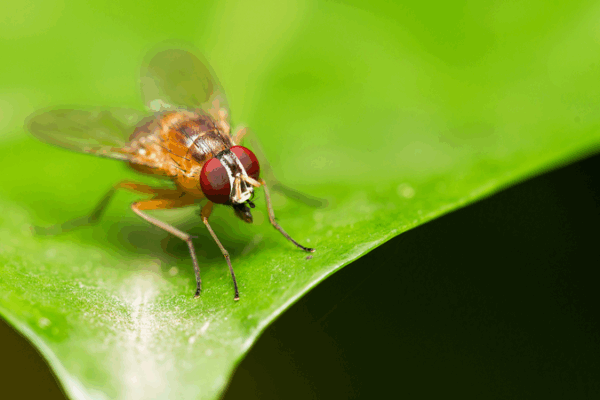 Fruit Fly Life Cycle Uncovered: A 3D Cellular Atlas Journey Fruit_Fly_Life_Cycle_Uncovered__A_3D_Cellular_Atlas_Journey