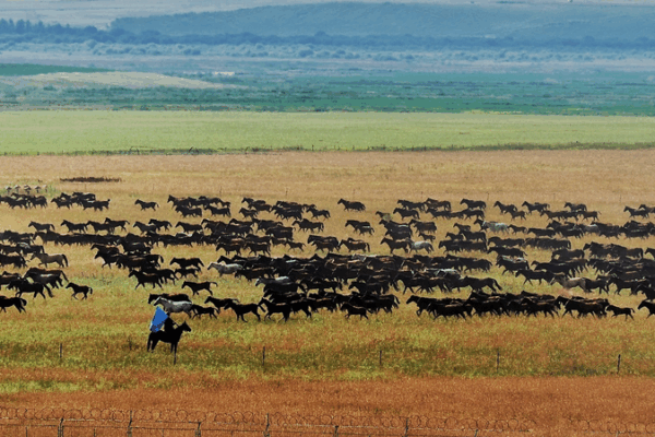 Galloping Elegance: Thrilling Horse Run in Zhaosu Grasslands Galloping_Elegance__Thrilling_Horse_Run_in_Zhaosu_Grasslands video poster