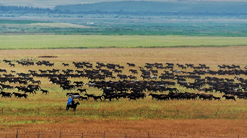 Galloping_Elegance__Thrilling_Horse_Run_in_Zhaosu_Grasslands video poster