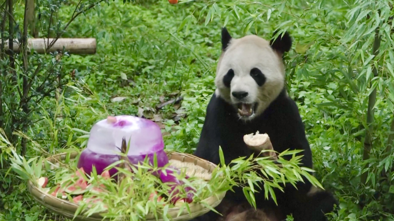 Giant Panda Maozhu Turns 11 in a Heartwarming Bash! Giant_Panda_Maozhu_Turns_11_in_a_Heartwarming_Bash_ video poster