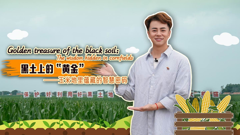 Golden Treasure: Smart Cornfields in Lishu County Golden_Treasure__Smart_Cornfields_in_Lishu_County video poster