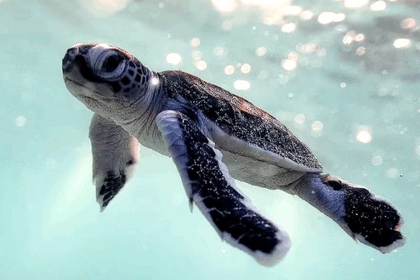 Green Turtles Return: Xisha Islands See Record Nesting! Green_Turtles_Return__Xisha_Islands_See_Record_Nesting_