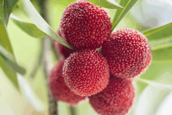 Guizhou’s Bayberry Bonanza: A Tasty Summer Treat Guizhou_s_Bayberry_Bonanza__A_Tasty_Summer_Treat