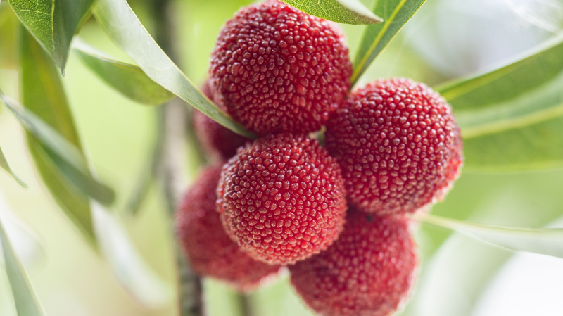 Guizhou_s_Bayberry_Bonanza__A_Tasty_Summer_Treat