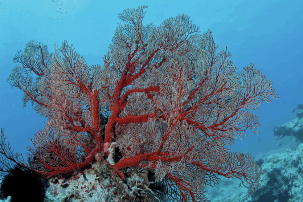 Hainan Sansha Coral Reefs Bounce Back with 15% Growth Hainan_Sansha_Coral_Reefs_Bounce_Back_with_15__Growth video poster