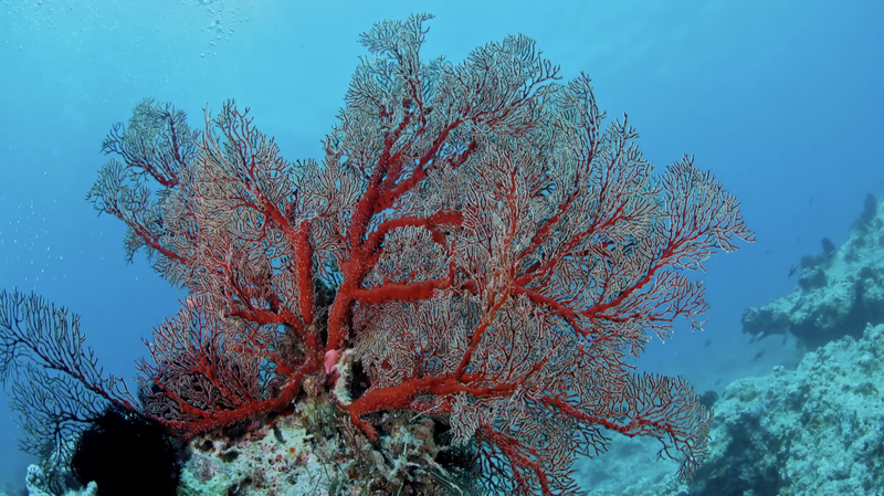 Hainan_Sansha_Coral_Reefs_Bounce_Back_with_15__Growth_poster - Namaste Headlines Hainan_Sansha_Coral_Reefs_Bounce_Back_with_15__Growth video poster