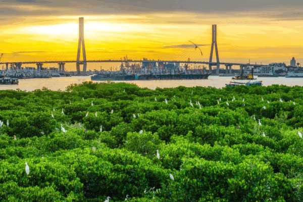 Hainan’s Green Revival: Mangrove Expansion by 2025 Hainan_s_Green_Revival__Mangrove_Expansion_by_2025