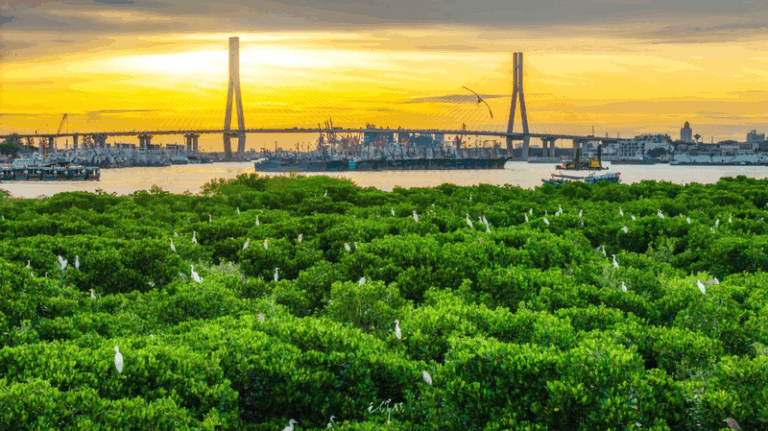 Hainan_s_Green_Revival__Mangrove_Expansion_by_2025