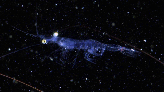 Invisible Kingdom: Plankton Warriors Unlock Ocean Secrets! Invisible_Kingdom__Plankton_Warriors_Unlock_Ocean_Secrets_
