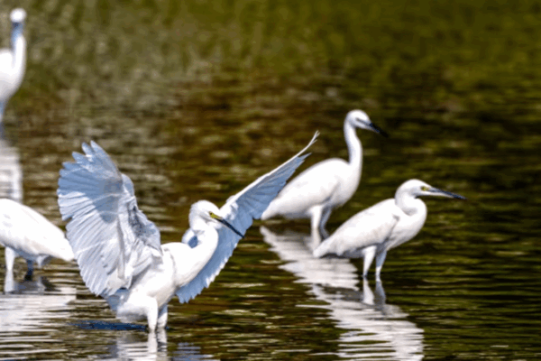 Changjiang Haiwei Wetland: Hainan’s Bird Paradise Changjiang Haiwei Wetland: Hainan’s Bird Paradise