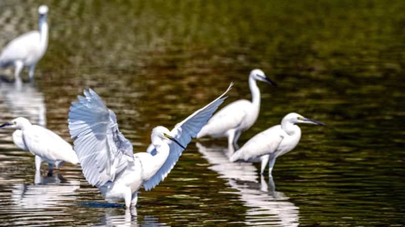 Changjiang Haiwei Wetland: Hainan’s Bird Paradise