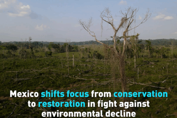 Mexico Embraces Restoration in the Fight Against Environmental Decline Mexico_Embraces_Restoration_in_the_Fight_Against_Environmental_Decline video poster