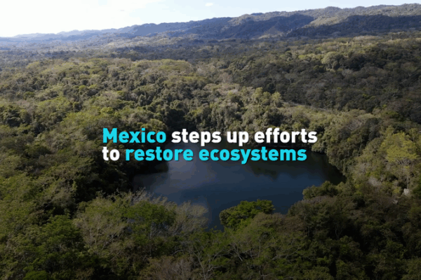 Mexico Takes Bold Steps to Restore Ecosystems Mexico_Takes_Bold_Steps_to_Restore_Ecosystems video poster