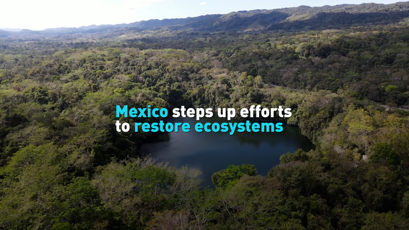 Mexico_Takes_Bold_Steps_to_Restore_Ecosystems video poster