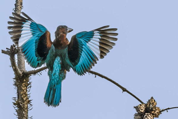 Nanchang’s Rare Birds Bring Summer Vibes! Nanchang_s_Rare_Birds_Bring_Summer_Vibes_