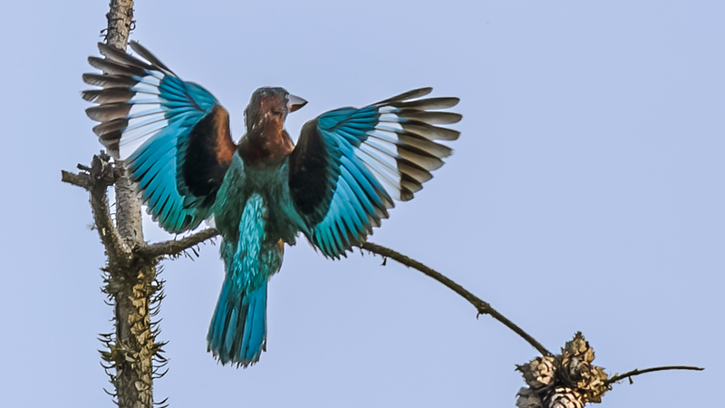 Nanchang_s_Rare_Birds_Bring_Summer_Vibes_ - Namaste Headlines Nanchang_s_Rare_Birds_Bring_Summer_Vibes_