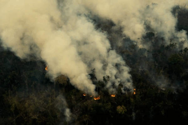 New Bill Could Fast-Track Amazon Deforestation in Brazil! New_Bill_Could_Fast_Track_Amazon_Deforestation_in_Brazil_ video poster