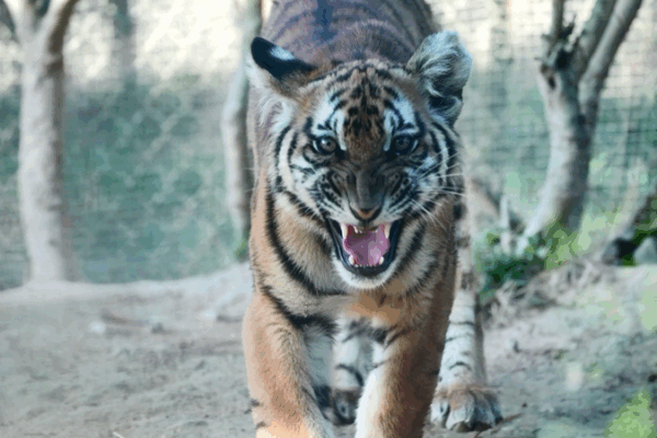 New Rewilding Base Sparks Hope for Endangered Tigers New_Rewilding_Base_Sparks_Hope_for_Endangered_Tigers video poster
