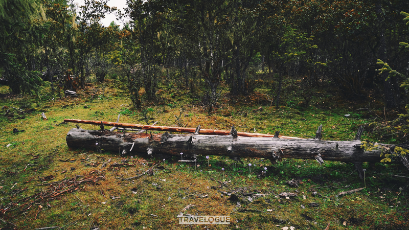 Nyingchi_Highlands__Summer_Blooms___Timeless_Traditions - Namaste Headlines Nyingchi_Highlands__Summer_Blooms___Timeless_Traditions