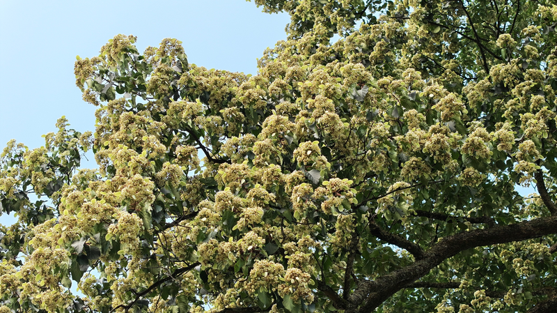 RGYUQOC9AAR1G40GEYCQ - Namaste Headlines Guizhou’s Millennium Tree Blooms in Vivid Splendor
