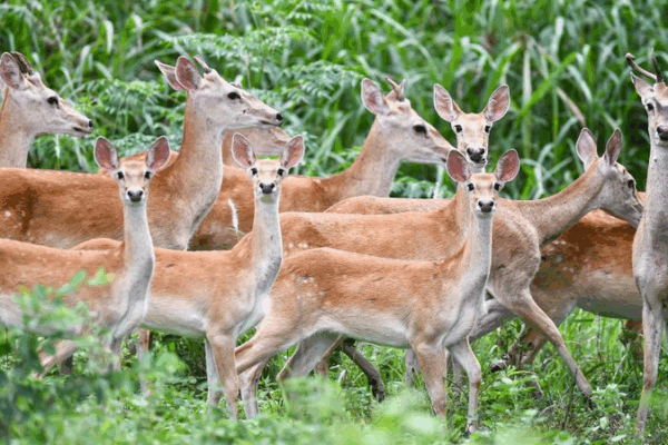 Rare Hainan Eld’s Deer Frolic in Bangxi Reserve Rare_Hainan_Eld_s_Deer_Frolic_in_Bangxi_Reserve