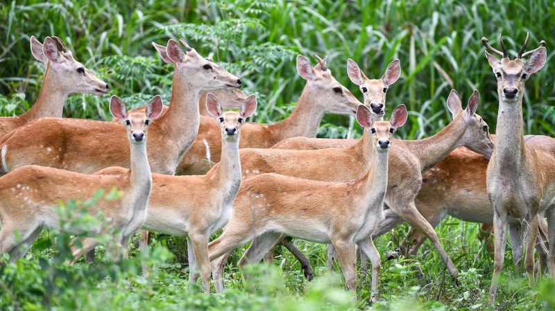 Rare_Hainan_Eld_s_Deer_Frolic_in_Bangxi_Reserve
