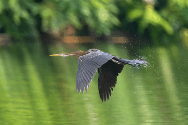 Rare Oriental Darter Spotted in Hainan: A Birding Milestone Rare_Oriental_Darter_Spotted_in_Hainan__A_Birding_Milestone video poster