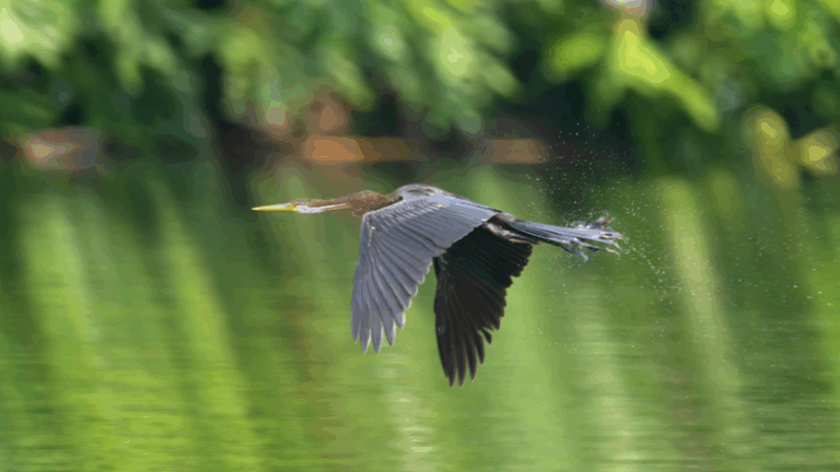 Rare_Oriental_Darter_Spotted_in_Hainan__A_Birding_Milestone video poster