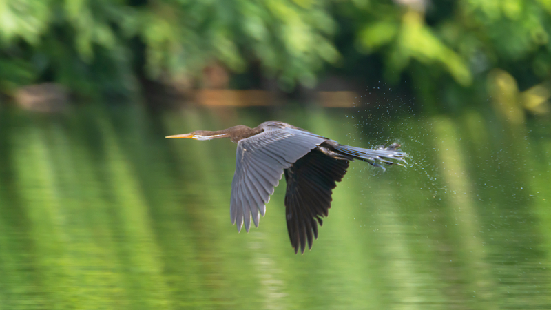 Rare_Oriental_Darter_Spotted_in_Hainan__A_Birding_Milestone_poster - Namaste Headlines Rare_Oriental_Darter_Spotted_in_Hainan__A_Birding_Milestone video poster