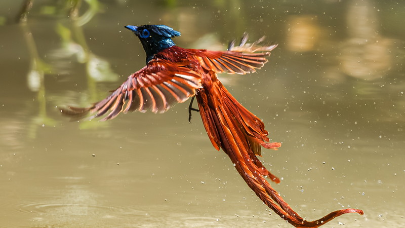 Red-Bellied Flycatcher Soars Like a Phoenix in Nanchang! Red_Bellied_Flycatcher_Soars_Like_a_Phoenix_in_Nanchang_