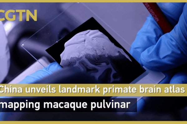 Revolutionary Primate Brain Atlas Unveiled Revolutionary_Primate_Brain_Atlas_Unveiled video poster