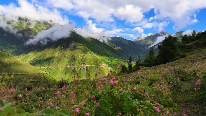 Roses on the Xizang Plateau: Blooming Beyond Beauty Roses_on_the_Xizang_Plateau__Blooming_Beyond_Beauty video poster