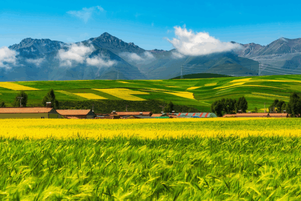 Satellite Pasture Data Boosts Eco-Protection on Qinghai-Xizang Plateau Satellite_Pasture_Data_Boosts_Eco_Protection_on_Qinghai_Xizang_Plateau
