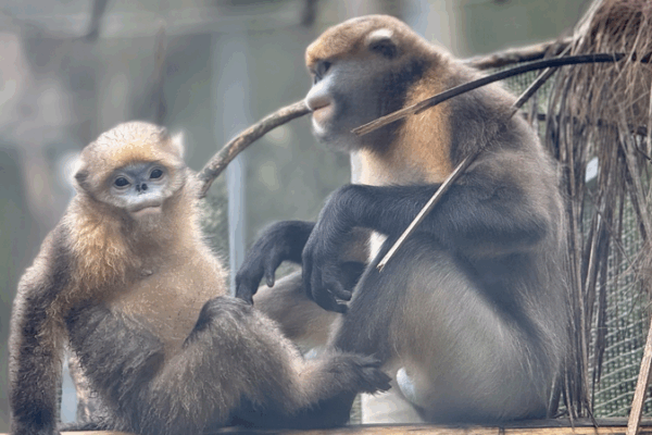 Saving Guizhou’s Rare Snub-Nosed Monkeys: A Multi-Pronged Approach Saving_Guizhou_s_Rare_Snub_Nosed_Monkeys__A_Multi_Pronged_Approach