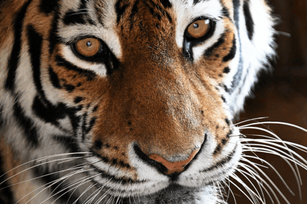 Sino-Russian Lab Unveils Human-Tiger Coexistence Guidelines Sino_Russian_Lab_Unveils_Human_Tiger_Coexistence_Guidelines